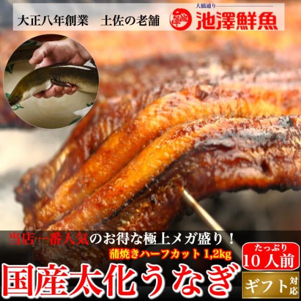 国産 蒲焼き 特大うなぎ メガ盛り ハーフカット 約1,2kg 10人前以上