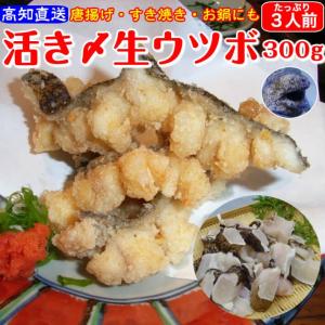 ウツボ 生うつぼカット 同梱用（うつぼの唐揚げ、天ぷ...