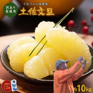 ＼1月下旬発送予約／ 文旦 土佐文旦 糖度12度 高知県産 減農薬 約10kg 家庭用 訳あり 2L-L パール柑 ブンタン 送料無料｜土佐カツオとうなぎ通販 池澤鮮魚