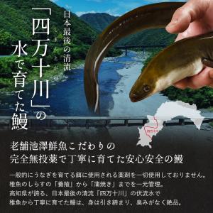 四万十川 うなぎ 蒲焼き 国産 高知県産 特大...の詳細画像2