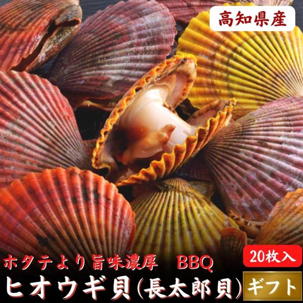 ホタテより濃厚 高知県産 ヒオウギ貝 (長太郎貝) 20枚 BBQ 海鮮 誕生日 ギフト