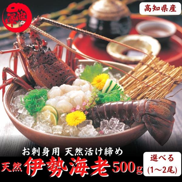 高知県産 天然 伊勢海老 約500ｇ （選べる1〜2尾） お刺身 冷凍 海鮮 BBQ