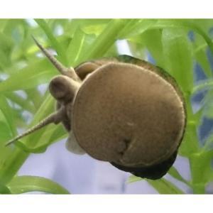 たにし大量セット ヒメタニシ 50匹+α 特価 淡水巻貝 生体ガーデン・ギルド