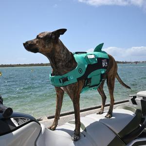 JETPILOT(ジェットパイロット) DOG...の詳細画像2