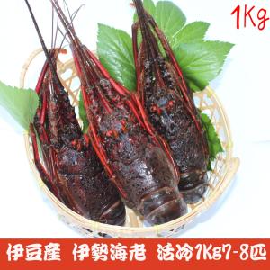 ［］［代引き不可］伊豆産 高級 伊勢海老 活冷 1kg 7-8匹