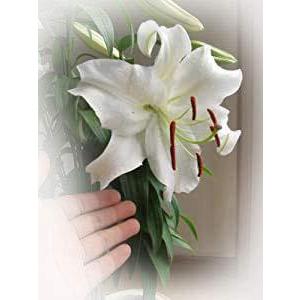 カサブランカ 鉢植えの商品一覧 通販 Yahoo ショッピング