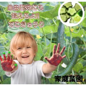 でこきゅう 星 きゅうり 星型 でこきゅう ハ...の詳細画像3