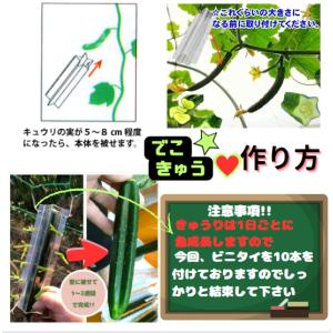 でこきゅう 星 きゅうり 星型 でこきゅう ハ...の詳細画像4