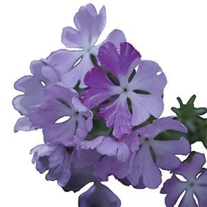 日本桜草 育て方の商品一覧 通販 Yahoo ショッピング