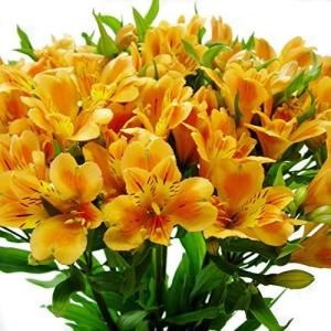 アルストロメリア 花束 切花 の商品一覧 生花 花 ガーデニング 通販 Yahoo ショッピング