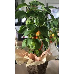 ほおずき 鉢植えの商品一覧 通販 Yahoo ショッピング