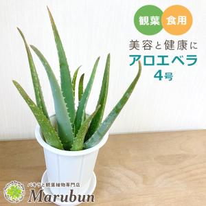 食用アロエ 花ギフト用途 ウェディング の商品一覧 通販 Yahoo ショッピング