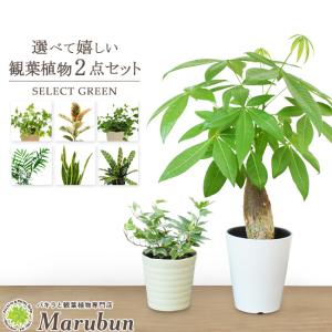 選べる観葉植物 2点セット インテリア おしゃれ パキラ ガジュマル ローレンチ ゴムの木 アイビー ポトス オーガスタ テーブルヤシ Otameshi 2 パキラと観葉植物専門店 Marubun 通販 Yahoo ショッピング