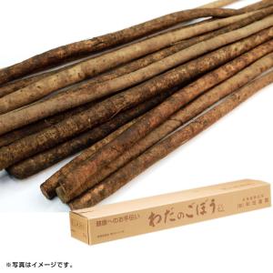 ギフト　産直　新鮮 北海道産 和田さんのごぼう （旬23-220）