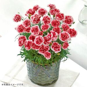 (銀行振込決済受付は終了しました)母の日　カーネーション「いちごホイップ」（母23-220）