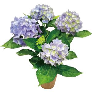 母の日 アジサイ「星がすりブルー」 （母26-220）