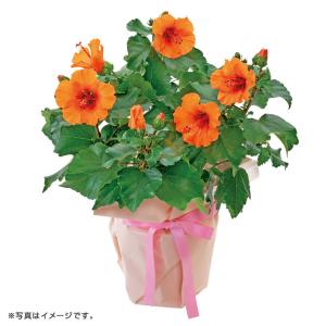 (銀行振込決済受付は終了しました) 母の日 ミニハイビスカス （母220）