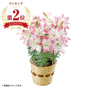 母の日 ユリ「シュガーラブ」 （母26-220）