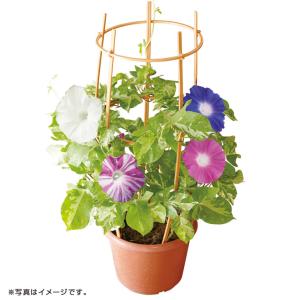 朝顔 鉢 生花 の商品一覧 花 ガーデニング 通販 Yahoo ショッピング