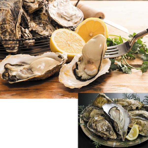 お歳暮　北海道産 サロマ湖２年牡蠣（殻付） （230_25冬）
