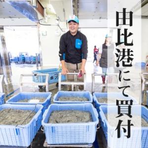 生しらす(生シラス)100g|静岡県産 ご当地...の詳細画像2