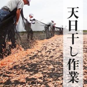 乾燥桜えび30g 3袋|お届け方法「メール便」...の詳細画像5