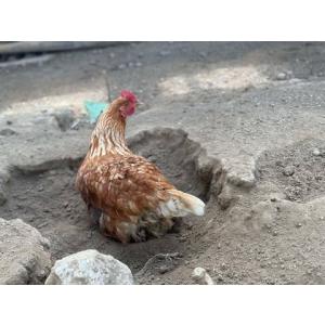 「クール便」平飼い卵 もみじ卵 40個の詳細画像2