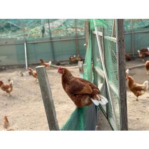 「クール便」平飼い卵 もみじ卵 40個の詳細画像3