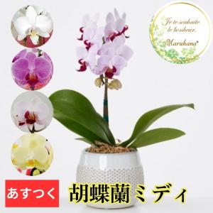 育ててみましょう大輪胡蝶蘭ピンク3.5号開花株 : ふじみ野ラン園