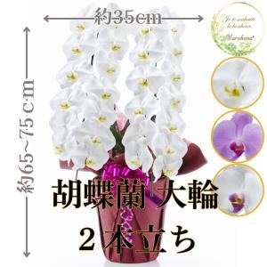 胡蝶蘭 白大輪 3本立ち響 8寸鉢（コチョウラン) 開店祝い/お祝い