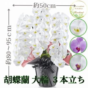 胡蝶蘭 大輪 8本立ち 88輪以上【送料無料】選べる3色 お祝い お供え 花