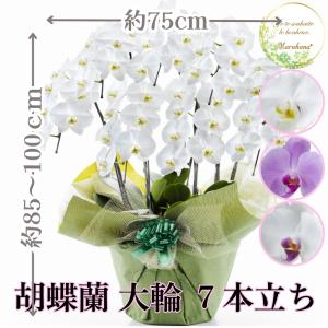 胡蝶蘭 大輪7本立ち49輪以上【送料無料】選べる3色 お祝い お供え 花ギフト お誕生日 開店祝 開業祝 新築祝