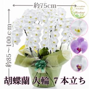 胡蝶蘭 大輪7本立ち56輪以上【送料無料】選べる3色 お祝い お供え 花ギフト お誕生日 開店祝 開業祝 新築祝