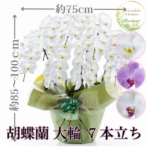 胡蝶蘭 大輪7本立ち63輪以上【送料無料】選べる...の商品画像