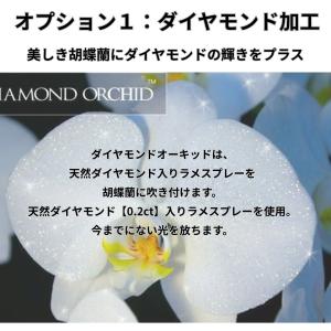胡蝶蘭 大輪7本立ち77輪以上【送料無料】選べ...の詳細画像5