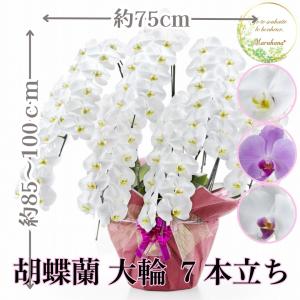 胡蝶蘭 大輪7本立ち84輪以上【送料無料】選べる3色 お祝い お供え 花ギフト お誕生日 開店祝 開業祝 新築祝