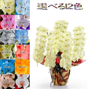12色展開 MIYABI 胡蝶蘭7本立ち84輪以上つぼみ込み【送料無料】最短翌々日出荷