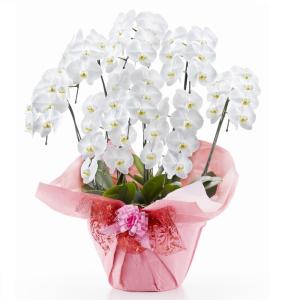 胡蝶蘭 大輪 白 8本立ち 56輪以上【送料無料】花 ギフト 開業祝 開店祝 移転祝い お誕生日 各種ギフト お供えに