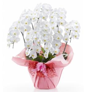 胡蝶蘭 大輪 白 8本立ち 64輪以上【送料無料】花 ギフト 開業祝 開店祝 移転祝い お誕生日 各種ギフト お供えに