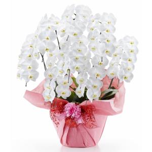 胡蝶蘭 大輪 8本立ち 72輪以上【送料無料】選べる3色 お祝い お供え 花ギフト お誕生日 開店祝 開業祝 新築祝