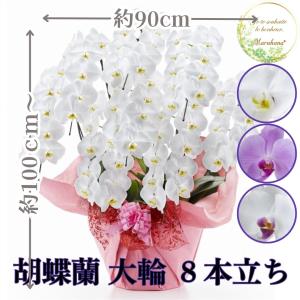 胡蝶蘭 大輪 8本立ち 80輪以上【送料無料】選べる3色 お祝い お供え 花ギフト お誕生日 開店祝 開業祝 新築祝