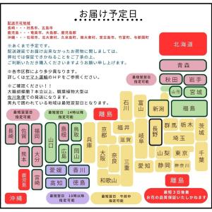 胡蝶蘭 大輪 8本立ち 80輪以上【送料無料】...の詳細画像1