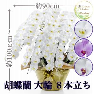 胡蝶蘭 大輪 8本立ち 96輪以上【送料無料】選べる3色 お祝い お供え 花ギフト お誕生日 開店祝 開業祝 新築祝