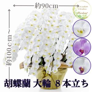 胡蝶蘭 大輪 8本立ち112輪以上【送料無料】選べる3色 お祝い お供え 花ギフト お誕生日 開店祝 開業祝 新築祝