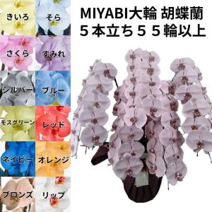 カラー大輪 胡蝶蘭 5本立ち55輪以上つぼみ込み...の商品画像