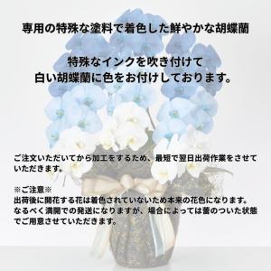 圧巻の存在感|カラー 大輪 胡蝶蘭 7本立ち7...の詳細画像2