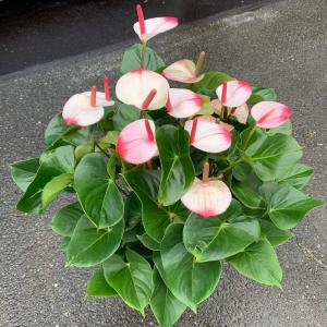 アンスリウム 白ピンク アマリアエレガンス 10号 送料無料 花 ギフト おすすめ 指定日配達 父の日 ギフト お中元 お誕生日 開店祝 移転祝 御祝 Flowershopマルハナ 通販 Yahoo ショッピング