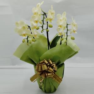 胡蝶蘭  黄色ミディ３本立ち２７輪以上（つぼみ込み）【送料無料】生花 胡蝶蘭 開店 開院 開業 移転 お供えに