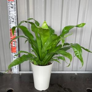 アスプレニウム クリーシー 4号 プラ鉢 Aspleniumantiquum Flowershopマルハナ 通販 Yahoo ショッピング