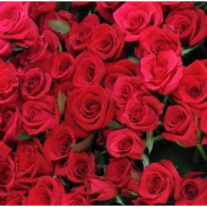 大輪バラ200本の花束【送料無料】お祝・誕生日...の詳細画像2